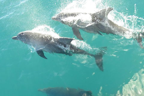 Roebuck Bay Snubfin Dolphin Cruise - Tourism Brisbane 2