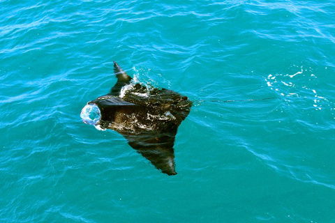 Roebuck Bay Snubfin Dolphin Cruise - Tourism Brisbane 5