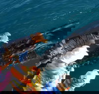 AOC Whale Watching from Broome - Brisbane Tourism
