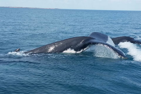AOC Whale Watching From Broome - Tourism Brisbane 1