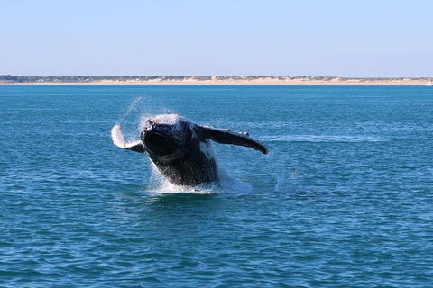AOC Whale Watching From Broome - Tourism Brisbane 2