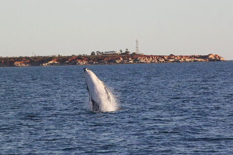 AOC Whale Watching From Broome - Tourism Brisbane 3