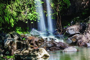 Full Day Small Group Luxury Tour to Tamborine Mountain