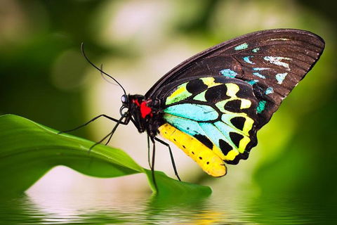 Australian Butterfly Sanctuary - Tourism Brisbane 4