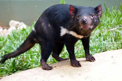 Kuranda Highlights Including Rainforestation Aboriginal Culture And Wildlife - Tourism Brisbane 3