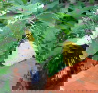Australian Butterfly Sanctuary- Virtual Interactive Tour With Private Guide - Tourism Brisbane