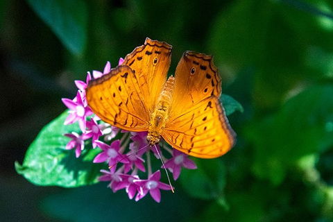 Australian Butterfly Sanctuary- Virtual Interactive Tour With Private Guide - Tourism Brisbane 3