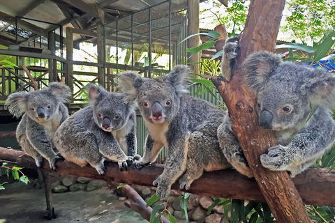 Best Of Kuranda Including Skyrail, Kuranda Scenic Railway And Rainforestation - Tourism Brisbane 4