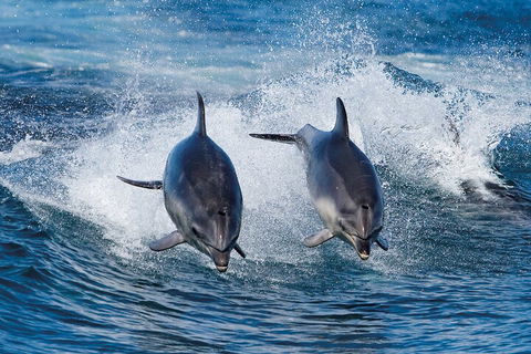 Full-Day Bruny Island Cruises Day Tour From Hobart - Tourism Brisbane 5