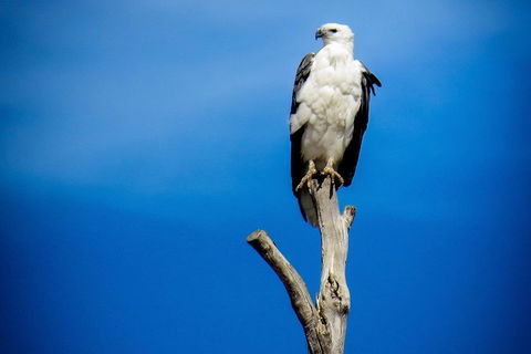 Kangaroo Island 75-Minute Ocean Safari - Tourism Brisbane 0