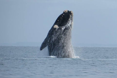 Kangaroo Island 75-Minute Ocean Safari - Tourism Brisbane 2