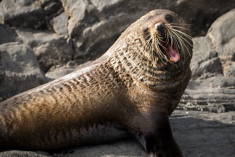 Kangaroo Island 75-Minute Ocean Safari - Tourism Brisbane 5