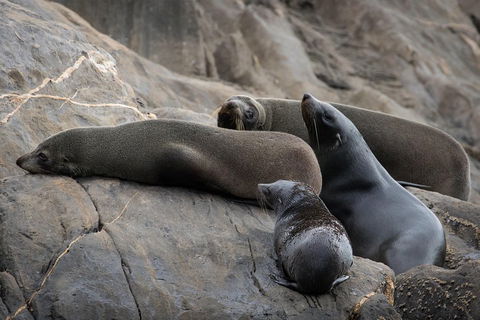 Kangaroo Island Ocean Safari - Snorkeling Safari - Tourism Brisbane 0