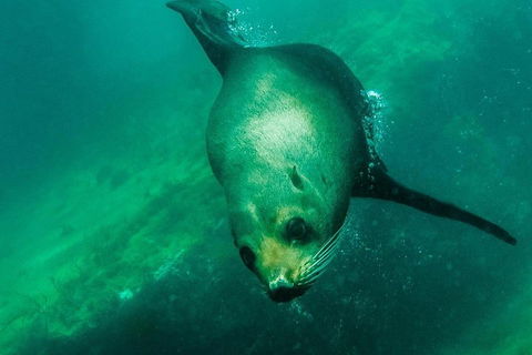 Kangaroo Island Ocean Safari - Snorkeling Safari - Tourism Brisbane 1