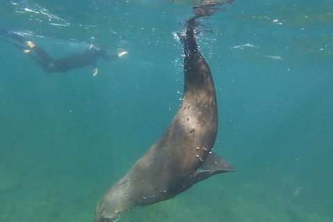 Kangaroo Island Ocean Safari - Snorkeling Safari - Tourism Brisbane 3