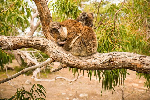 3 Day Port Lincoln And Coffin Bay Private Tour - Tourism Brisbane 5