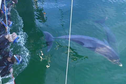 Dolphin Cruise From Adelaide With Optional Dolphin Swim - Tourism Brisbane 0