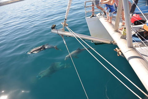 Dolphin Cruise From Adelaide With Optional Dolphin Swim - Tourism Brisbane 1