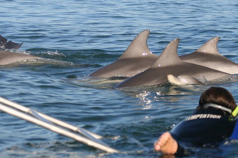 Dolphin Cruise From Adelaide With Optional Dolphin Swim - Tourism Brisbane 2