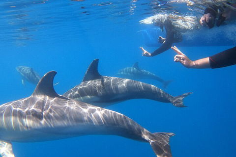 Dolphin Cruise From Adelaide With Optional Dolphin Swim - Tourism Brisbane 5