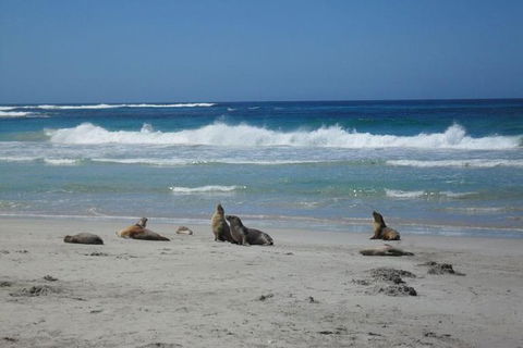 Kangaroo Island In A Day Tour From Adelaide - Tourism Brisbane 1