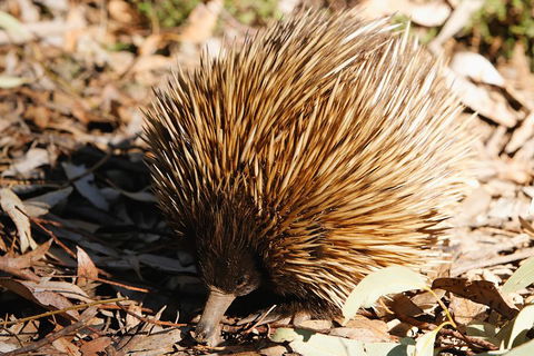 Kangaroo Island In A Day Tour From Adelaide - Tourism Brisbane 2
