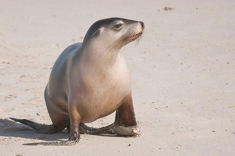 2-Day Kangaroo Island 4WD Small-Group Tour From Adelaide - Tourism Brisbane 4