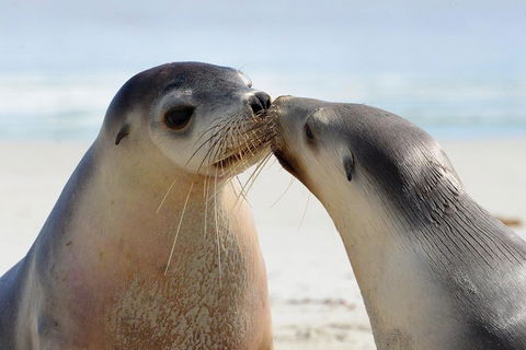 2 Day Ultimate Kangaroo Island With Return Ferry - Tourism Brisbane 2