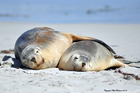 NEW TOUR - Kangaroo Island Road To Recovery Tour (1 Day/1 Night) - Tourism Brisbane 1