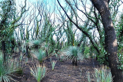 NEW TOUR - Kangaroo Island Road To Recovery Tour (1 Day/1 Night) - Tourism Brisbane 3