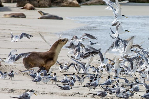 Full-Day Kangaroo Island Experience Departing From Kangaroo Island - Brisbane Tourism 1