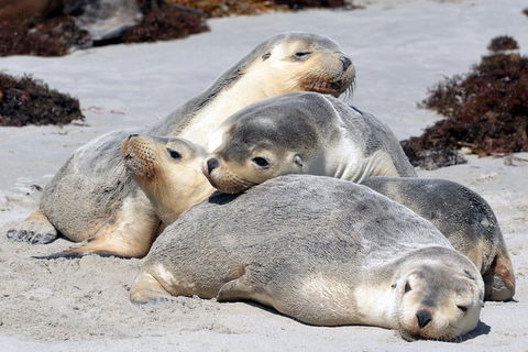 Small-Group Kangaroo Island 4WD Tour From Adelaide - Tourism Brisbane 1