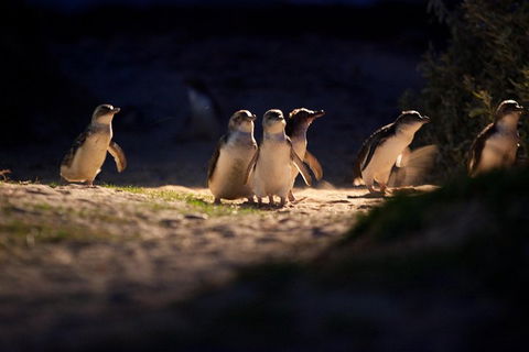 Melbourne City Tour And Phillip Island In One Day - Tourism Brisbane 4