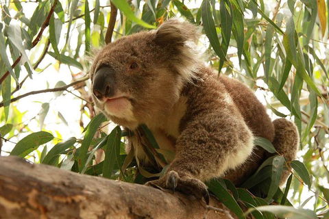 Private Tour: Great Ocean Road From Melbourne - Tourism Brisbane 1