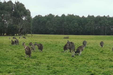 Private Tour: Great Ocean Road From Melbourne - Tourism Brisbane 4