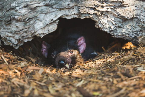 Private Tour: Phillip Island, Penguin Parade And Moonlit Sanctuary Conservation Park From Melbourne - Tourism Brisbane 0