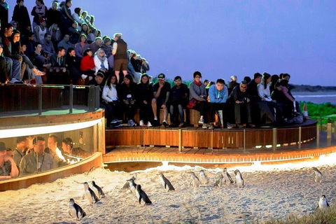 Private Tour: Phillip Island, Penguin Parade And Moonlit Sanctuary Conservation Park From Melbourne - Tourism Brisbane 4