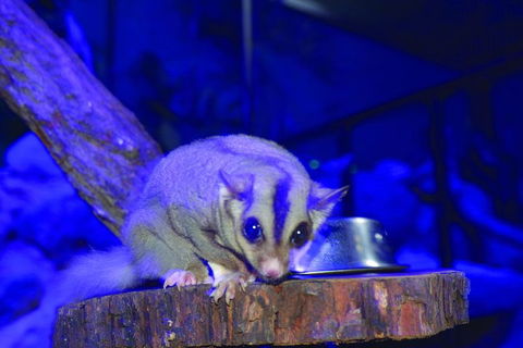 Kuranda Koala Gardens And Birdworld Admission Tickets - Tourism Brisbane 1