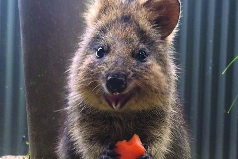 Kuranda Koala Gardens And Birdworld Admission Tickets - Tourism Brisbane 2