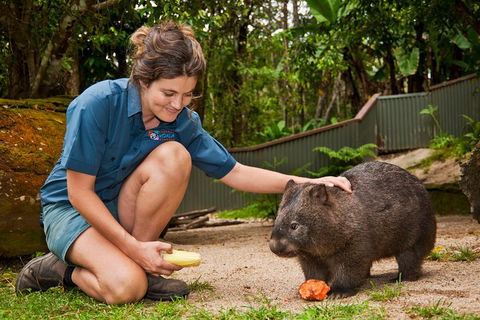 Kuranda Koala Gardens General Entry Ticket - Tourism Brisbane 4
