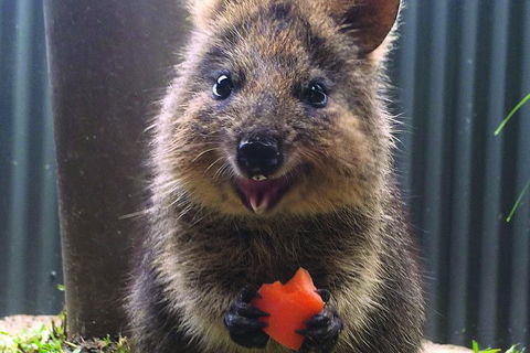 Kuranda Koala Gardens General Entry Ticket - Tourism Brisbane 5