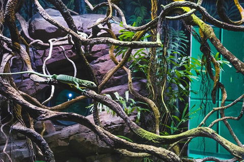 Cairns Aquarium By Twilight With 3-Course Dinner - Tourism Brisbane 2