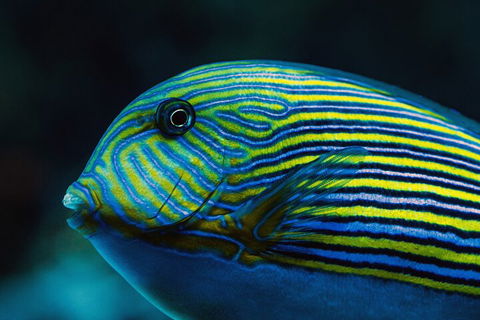 Cairns Aquarium By Twilight With 3-Course Dinner - Tourism Brisbane 5
