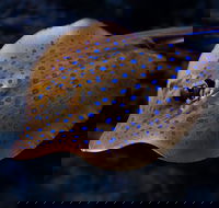 Cairns Aquarium Tour by Twilight with Drink and Appetiser - Tourism Brisbane