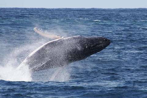 Whale Watching By Sea World Cruises - Tourism Brisbane 0