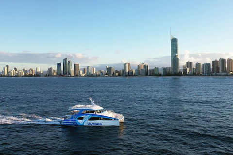 Whale Watching By Sea World Cruises - Tourism Brisbane 1