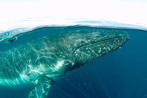 Whale Watching By Sea World Cruises - Tourism Brisbane 2