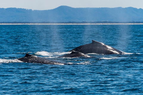 Whale Watching By Sea World Cruises - Tourism Brisbane 4