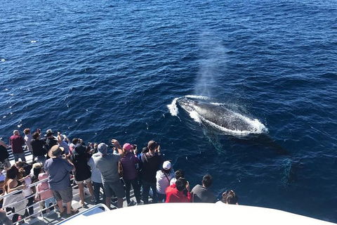 Whale Watching By Sea World Cruises - Tourism Brisbane 5