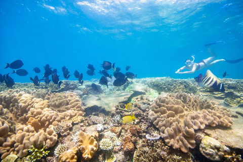 Outer Reef Pontoon Experience From Cairns - Tourism Brisbane 4